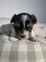 AKC teacup Biewer puppies, a female Biewer for sale in Philadelphia, PA – 2 of 7