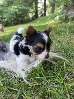 Mickey, a male Biewer for sale in Philadelphia, PA – 3 of 7