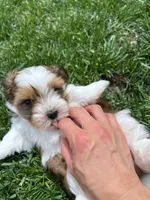 Teddy, a male Yorkshire Terrier and Biewer for sale in Philadelphia, PA – Photo 2 of 5
