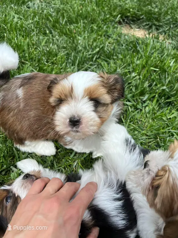 Teddy – Yorkshire Terrier, Biewer puppy for sale in Philadelphia, PA