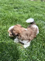 Teddy, a male Yorkshire Terrier and Biewer for sale in Philadelphia, PA – Photo 3 of 5