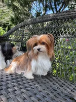 Teddy, a male Yorkshire Terrier and Biewer for sale in Philadelphia, PA – Photo 5 of 5