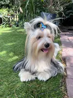 Leo, a male Yorkshire Terrier and Biewer for sale in Philadelphia, PA – Photo 4 of 5