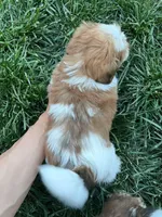 Piggle, a male Yorkshire Terrier and Biewer for sale in Philadelphia, PA – Photo 2 of 5