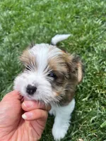 Leo, a male Yorkshire Terrier and Biewer for sale in Philadelphia, PA – Photo 2 of 5