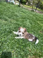 Leo, a male Yorkshire Terrier and Biewer for sale in Philadelphia, PA – Photo 3 of 5