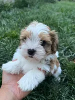 Piggle, a male Yorkshire Terrier and Biewer for sale in Philadelphia, PA – Photo 1 of 5
