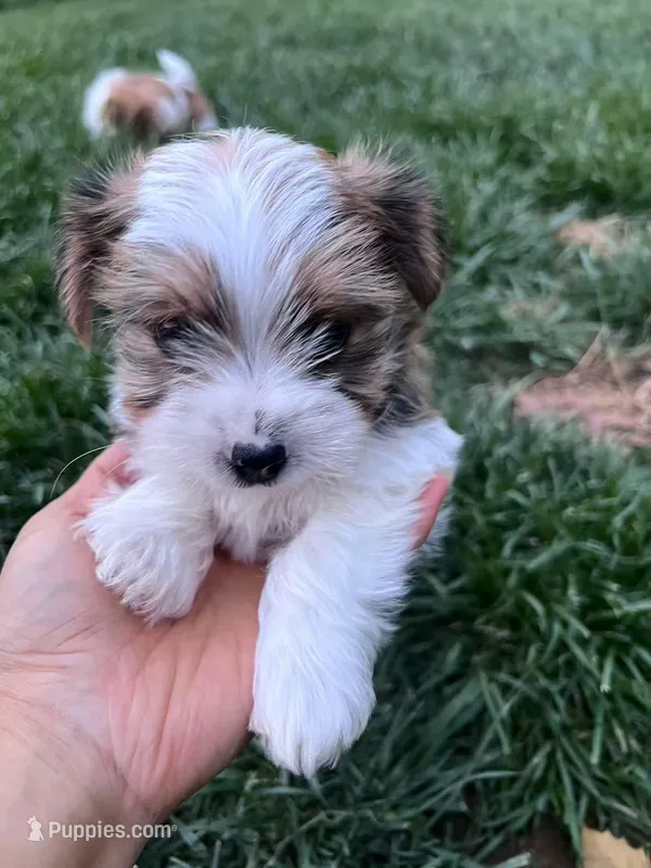 Leo – Yorkshire Terrier, Biewer puppy for sale in Philadelphia, PA