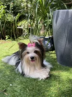 Mickey, a male Biewer for sale in Philadelphia, PA – 6 of 7
