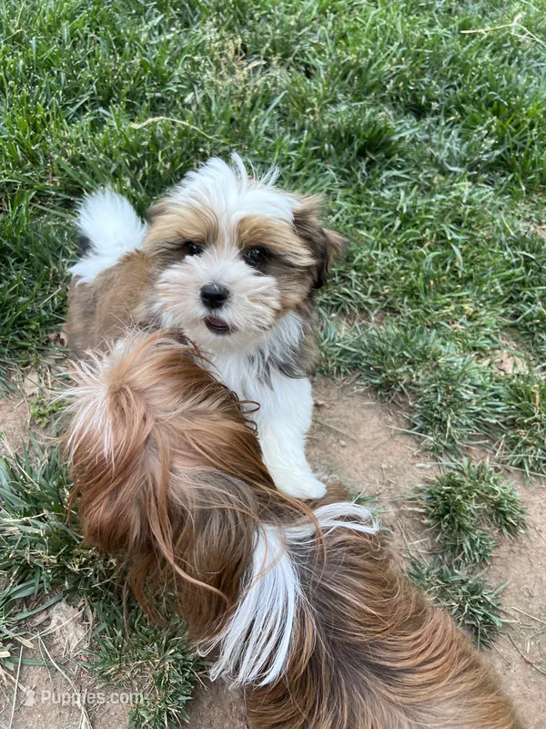 Teddy – Yorkshire Terrier, Biewer puppy for sale in Philadelphia, PA