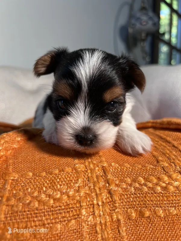 AKC teacup Biewer – Biewer puppy for sale in Philadelphia, PA