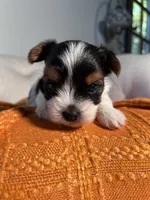 AKC teacup Biewer, a male Biewer for sale in Philadelphia, PA – 1 of 6