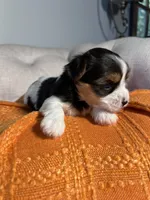 AKC teacup Biewer puppies, a female Biewer for sale in Philadelphia, PA – 6 of 7