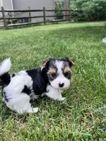 Biscuit, a male Biewer for sale in Philadelphia, PA – 3 of 5