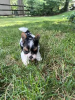 Mickey, a male Biewer for sale in Philadelphia, PA – 5 of 7