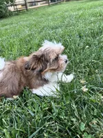 Teddy, a male Yorkshire Terrier and Biewer for sale in Philadelphia, PA – 5 of 6