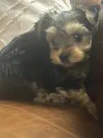 Ed, a male Yorkshire Terrier for sale in Theodore, AL – 2 of 6