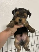 Ed, a male Yorkshire Terrier for sale in Theodore, AL – 6 of 6