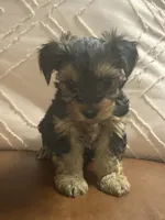 Ed, a male Yorkshire Terrier for sale in Theodore, AL – 3 of 6