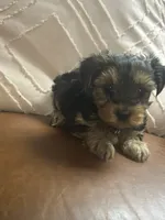 Ebony, a female Yorkshire Terrier for sale in Theodore, AL – 2 of 4