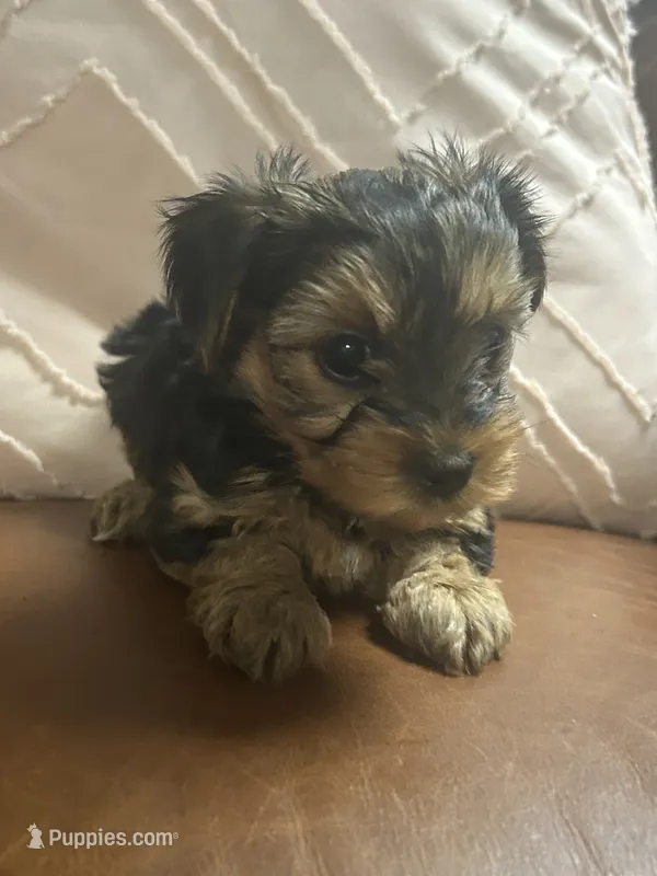 Ebony – Yorkshire Terrier puppy for sale in Theodore, AL