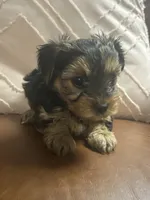 Ebony, a female Yorkshire Terrier for sale in Theodore, AL – 1 of 4
