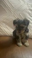 Ed, a male Yorkshire Terrier for sale in Theodore, AL – 5 of 6