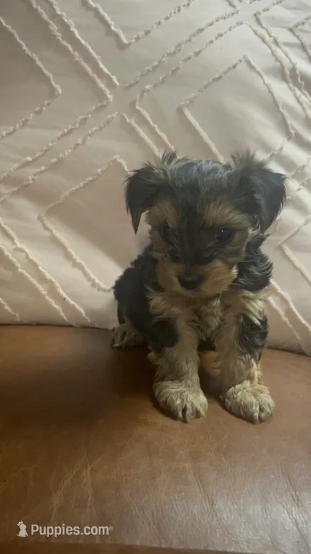 Ed – Yorkshire Terrier puppy on hold in Theodore, AL