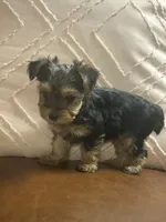 Ed, a male Yorkshire Terrier for sale in Theodore, AL – 4 of 6