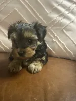 Ebony, a female Yorkshire Terrier for sale in Theodore, AL – 3 of 4