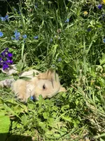 Puppy , a female English Cream Golden Retriever for sale in Port Orchard, WA – 3 of 4
