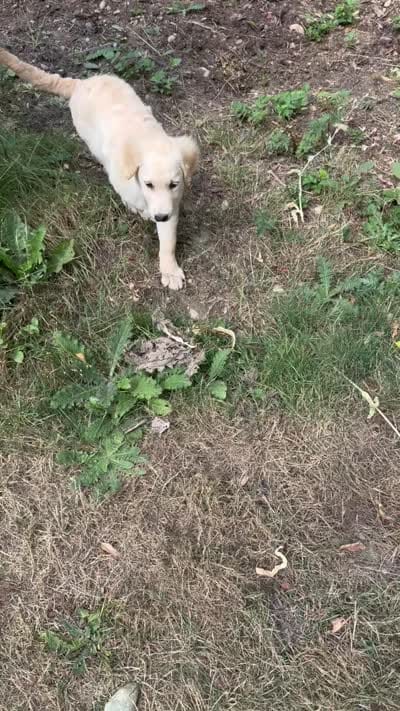 Puppy , a female English Cream Golden Retriever for sale in Port Orchard, WA – 6 of 6
