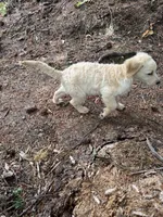 Puppy , a female English Cream Golden Retriever for sale in Port Orchard, WA – 4 of 6