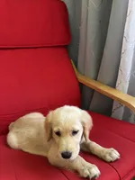 Puppy , a female English Cream Golden Retriever for sale in Port Orchard, WA – 2 of 3