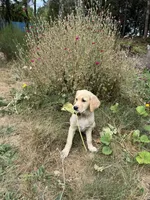 Puppy , a female English Cream Golden Retriever for sale in Port Orchard, WA – 2 of 8
