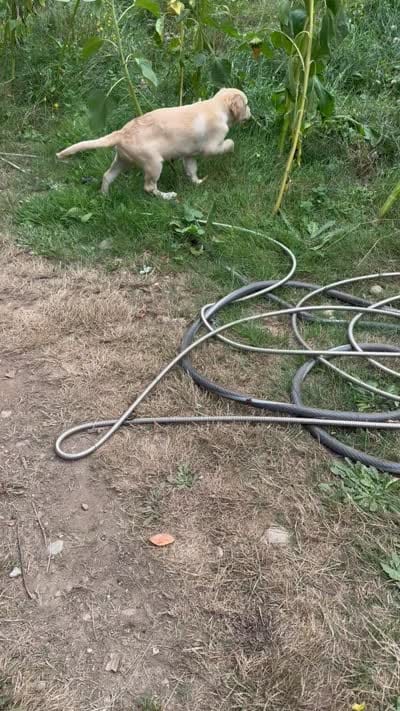 Puppy , a female English Cream Golden Retriever for sale in Port Orchard, WA – 8 of 8