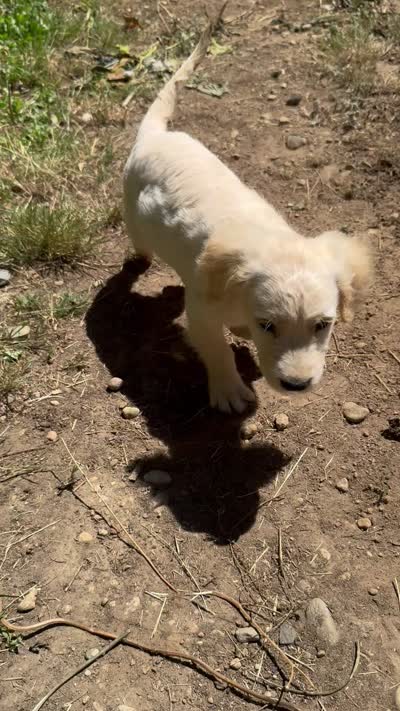 Puppy , a female English Cream Golden Retriever for sale in Port Orchard, WA – 4 of 4