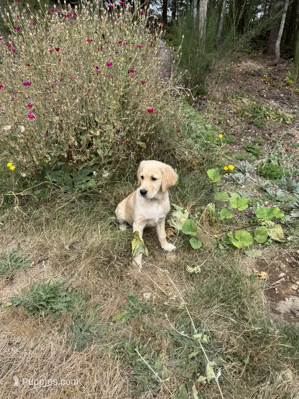 Puppy  – English Cream Golden Retriever puppy for sale in Port Orchard, WA