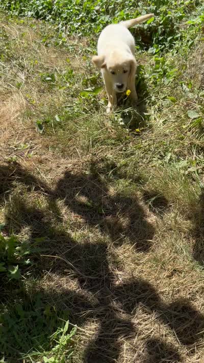 Puppy, a female English Cream Golden Retriever for sale in Port Orchard, WA – 2 of 2