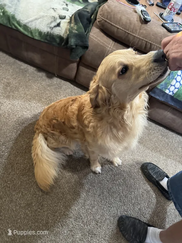 Louie – English Cream Golden Retriever puppy for sale in Port Orchard, WA