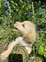 Puppy , a female English Cream Golden Retriever for sale in Port Orchard, WA – 2 of 4