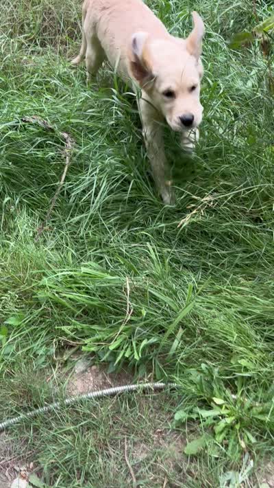 Puppy , a female English Cream Golden Retriever for sale in Port Orchard, WA – 4 of 8