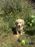 Puppy , a male English Cream Golden Retriever for sale in Port Orchard, WA – 1 of 2