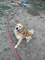 Louie, a male English Cream Golden Retriever for sale in Port Orchard, WA – 2 of 2