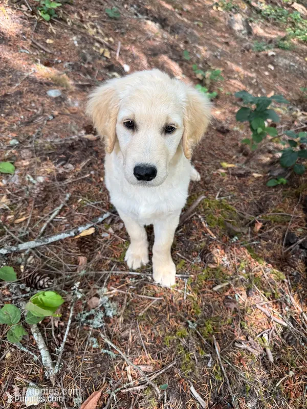 Puppy  – English Cream Golden Retriever puppy for sale in Port Orchard, WA
