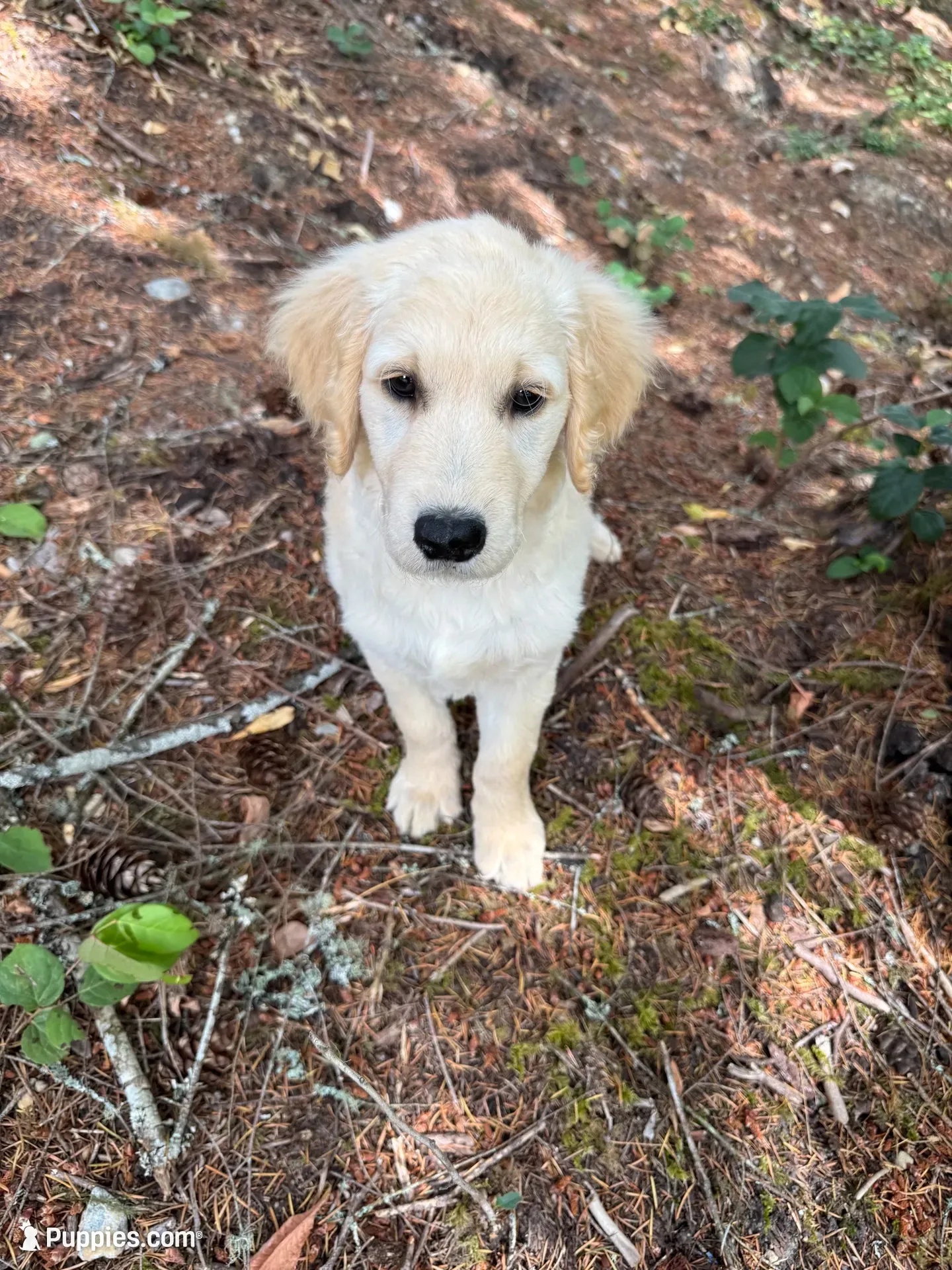 Puppy , a female English Cream Golden Retriever for sale in Port Orchard, WA – 1 of 6