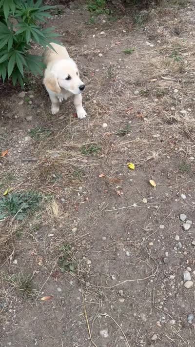 Puppy , a female English Cream Golden Retriever for sale in Port Orchard, WA – 5 of 5