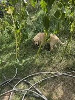 Puppy , a female English Cream Golden Retriever for sale in Port Orchard, WA – 6 of 8