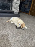Puppy , a female English Cream Golden Retriever for sale in Port Orchard, WA – 2 of 3