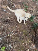 Puppy , a female English Cream Golden Retriever for sale in Port Orchard, WA – 2 of 6